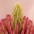 Magnolie (Magnolia sp.)